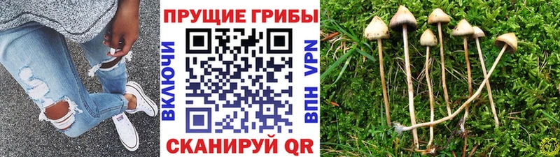 Галлюциногенные грибы MAGIC MUSHROOMS  Железноводск 